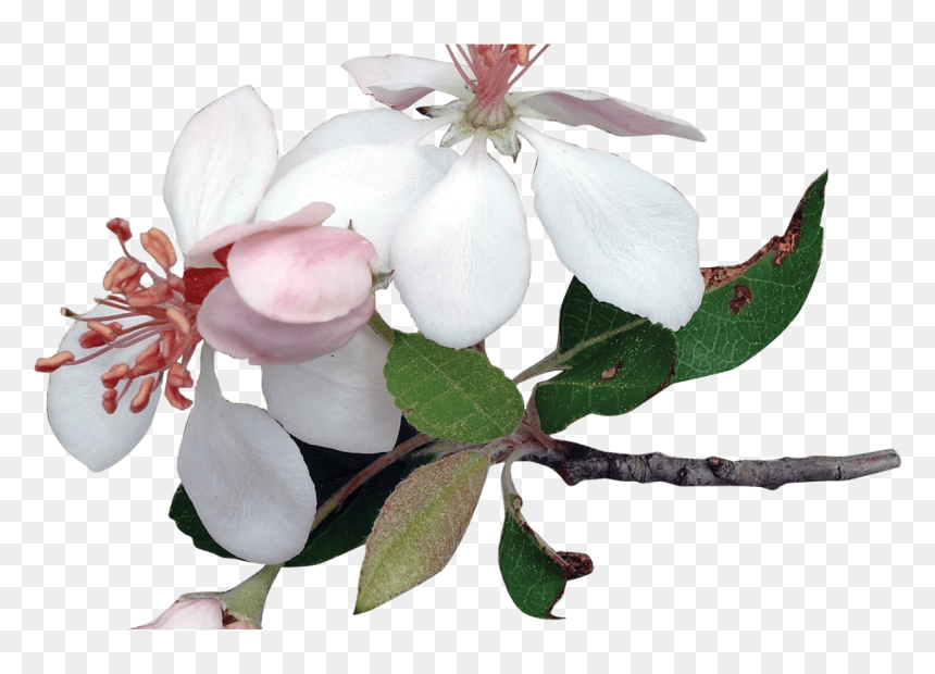 Various Flowers Transparent Png Images Stickpng - Apple Tree Blossoms Transparent, Png Download - flower stick png