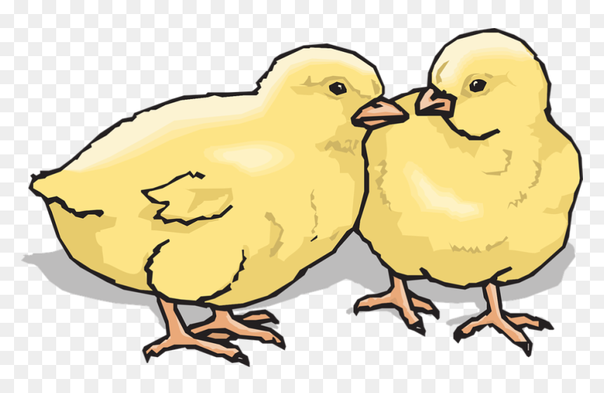Clip Art Of Chicks - Clip Art Chicks, HD Png Download - chicks png