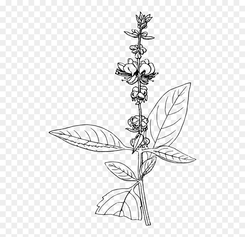 Line Art,plant,flora - Black And White Basil, HD Png Download - tulsi tree png