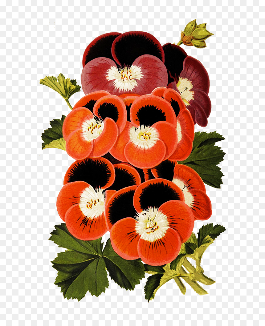 Pansies For Scrapbooking - Illustration, HD Png Download - flower top view png