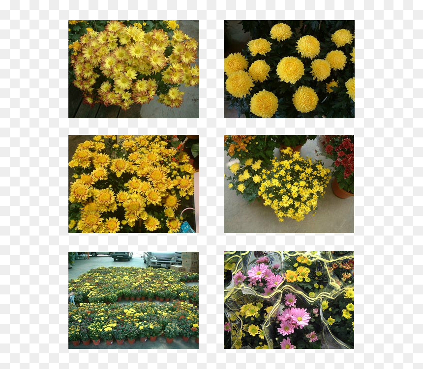 Flower Top View - Chrysanths, HD Png Download - flower top view png