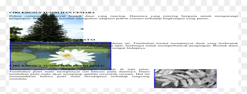 Thumb Image - African Daisy, HD Png Download - cemara png