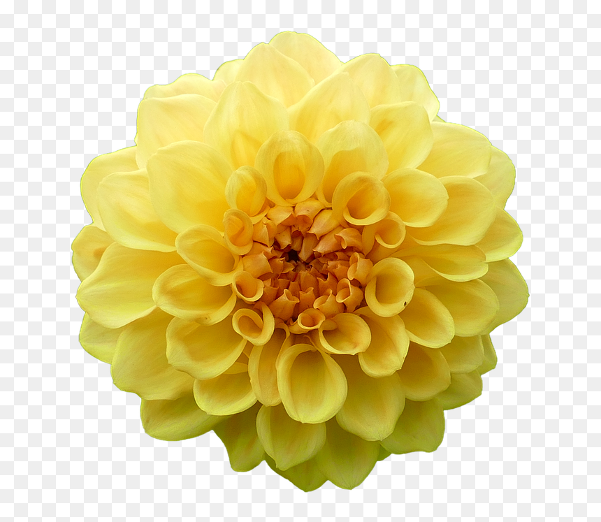 Transparent Dahlia Flowers Png, Png Download - dahlia flower png