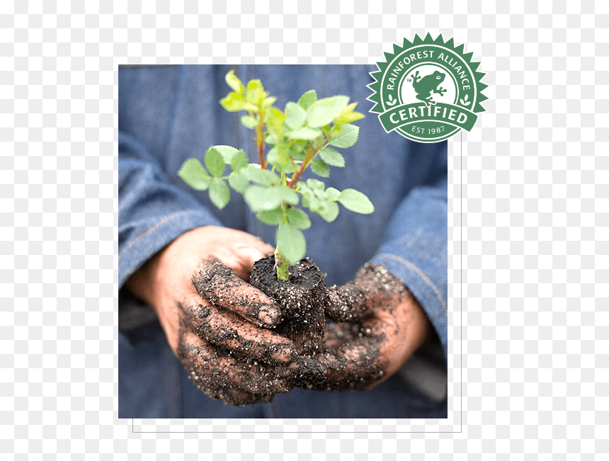 Rainforest Alliance Certified, HD Png Download - flower top view png