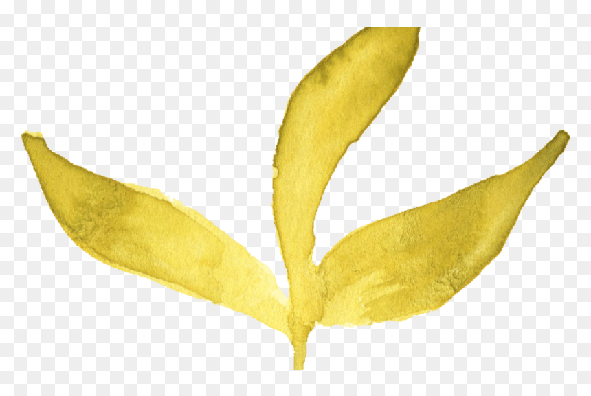6 Watercolor Yellow Leaf Onlygfxcom - Pedicel, HD Png Download - yellow leaf png