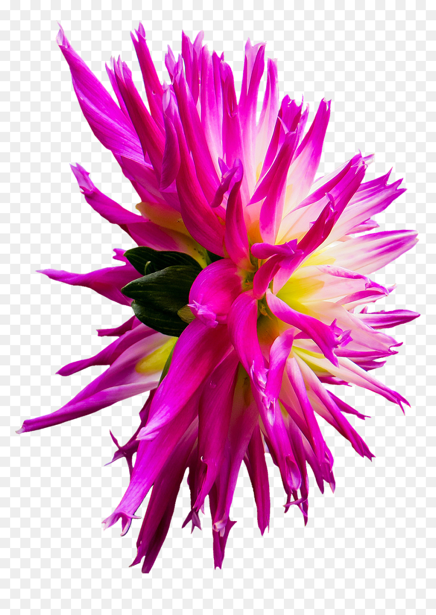 Aster, HD Png Download - dahlia flower png