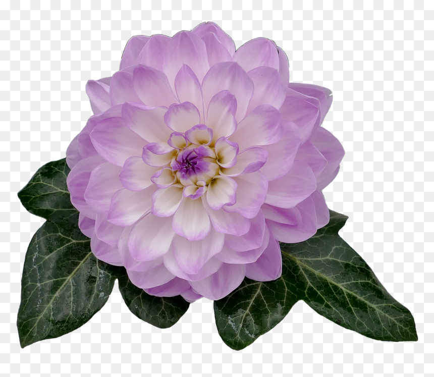Violet Dahlia Flower Png, Transparent Png - dahlia flower png
