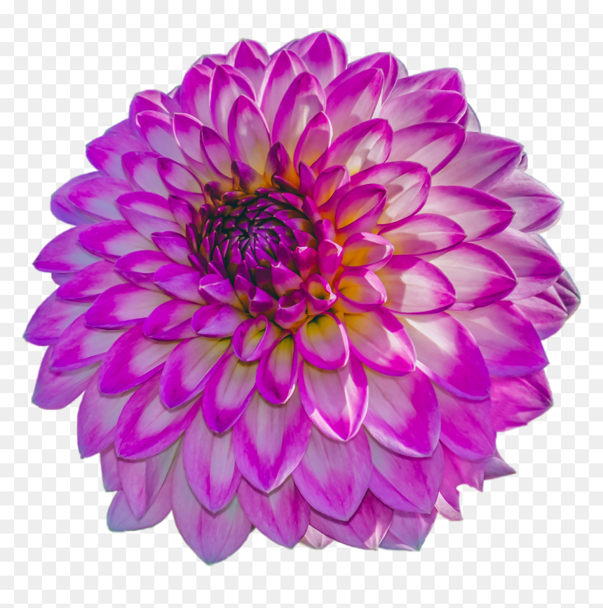 Dahlia, HD Png Download - dahlia flower png