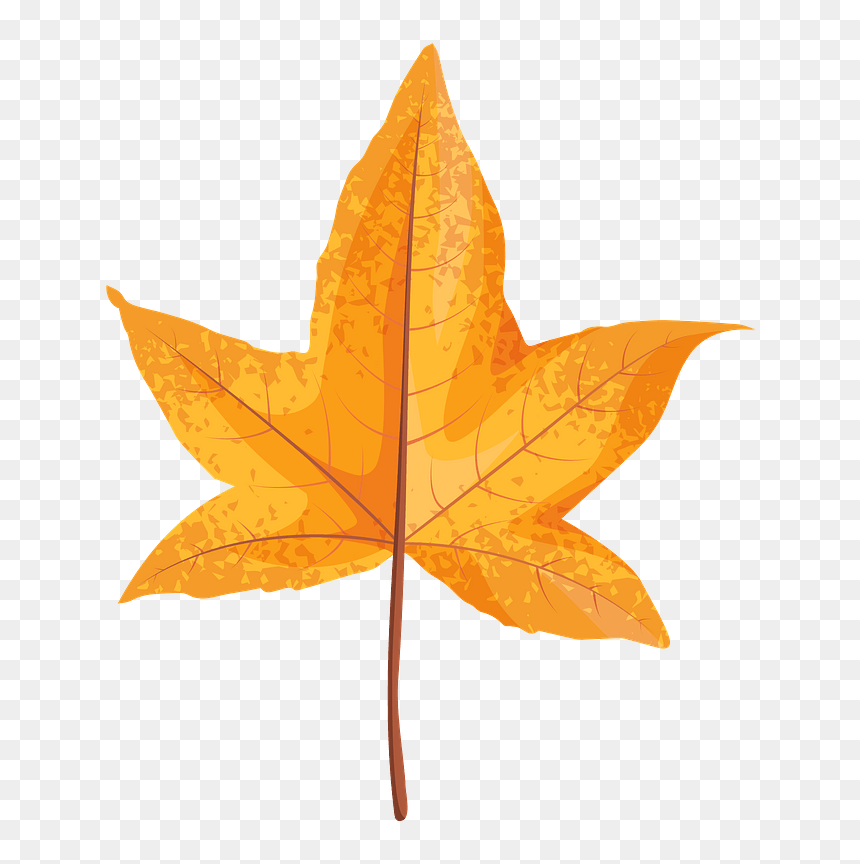 Sweetgum Yellow Leaf Clipart - Maple Leaf, HD Png Download - yellow leaf png