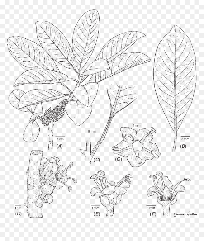 Line Art, HD Png Download - flower top view png