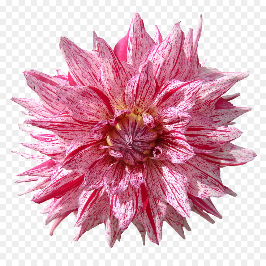 Dahlia, HD Png Download - dahlia flower png