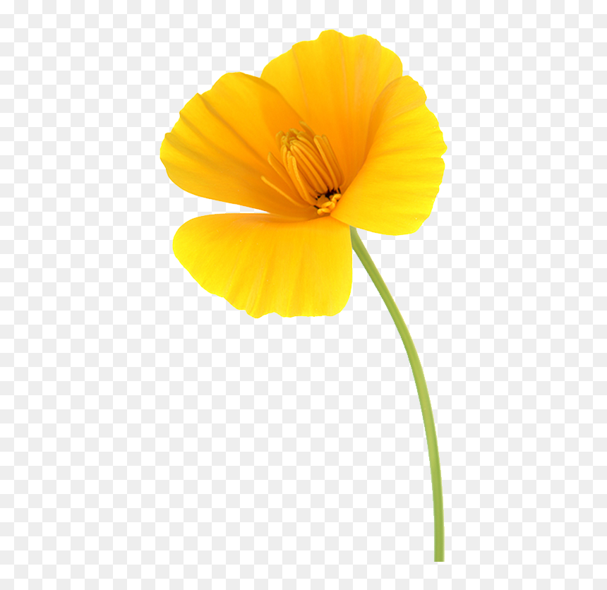 California Poppy Scanograph Cropped - Poppy, HD Png Download - flower stick png