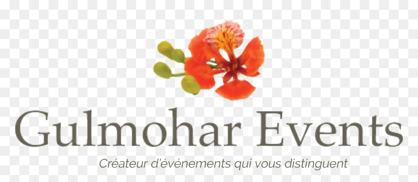 Bougainvillea, HD Png Download - gulmohar tree png