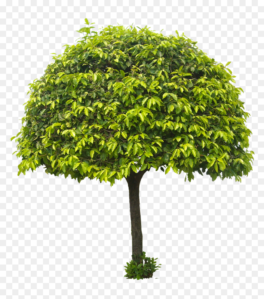 Tree Png For Architect, Transparent Png - gulmohar tree png