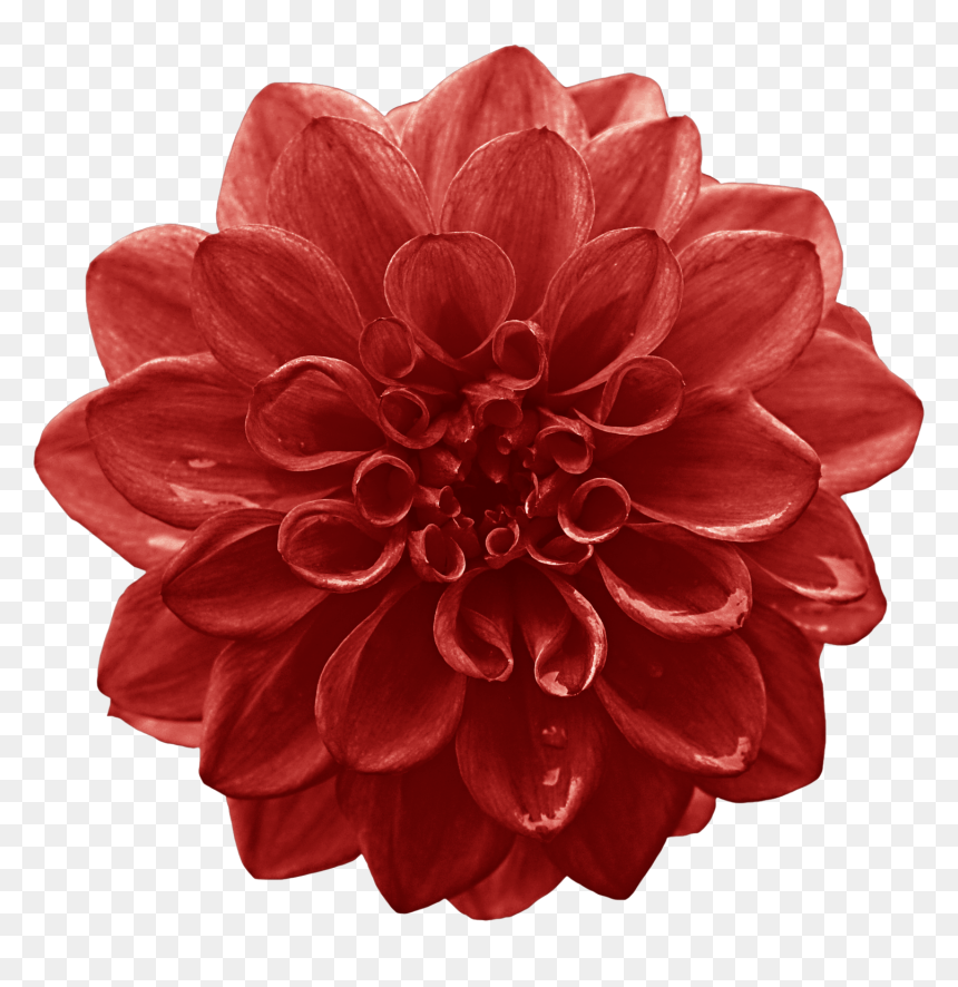 Dahlia Cut Flowers Red Lilium - Flower Png Big, Transparent Png - dahlia flower png
