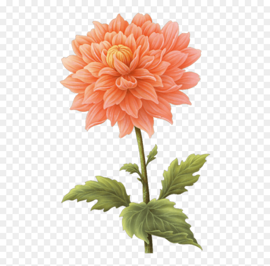Free Png Dahlia Png Images Transparent - Dahlia Flower Transparent Background, Png Download - dahlia flower png