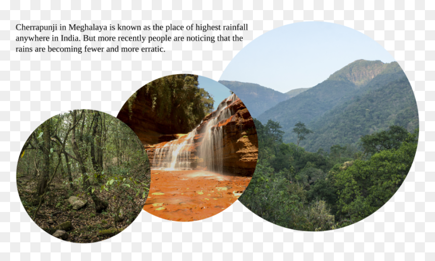 Mexican Pinyon, HD Png Download - gulmohar tree png
