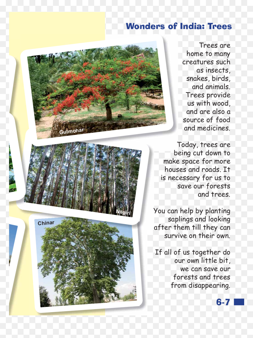 Botanical Garden, HD Png Download - gulmohar tree png