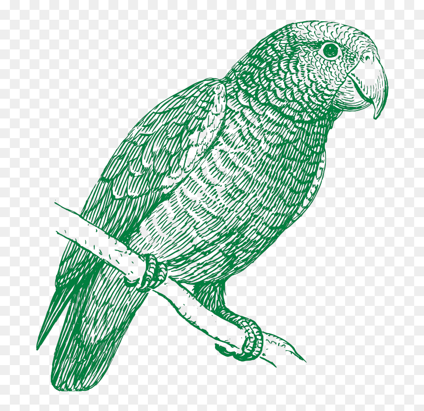 Green Parrot Svg Clip Arts - Parrot In Black And White Vector, HD Png Download - green parrot png