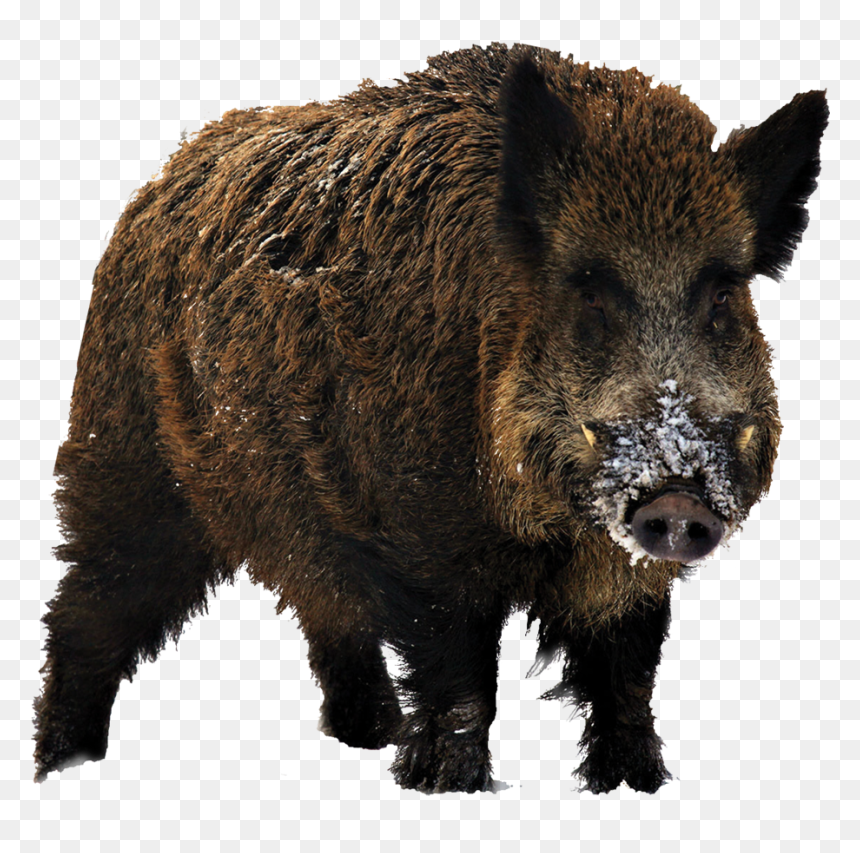 Transparent Wild Boar Png, Png Download - butterflies swarm png