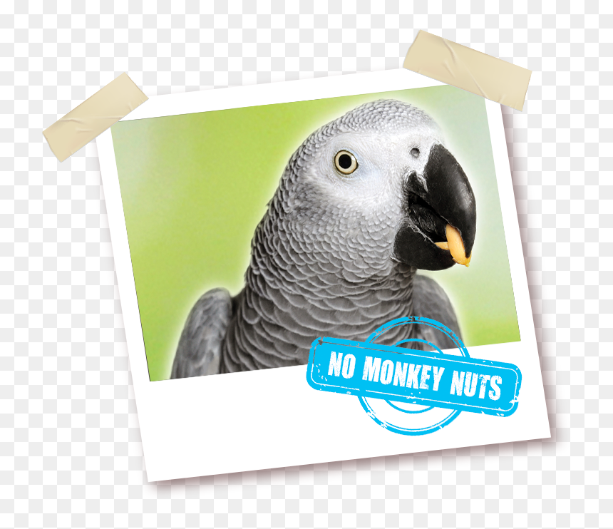 Budgerigar, HD Png Download - green parrot png