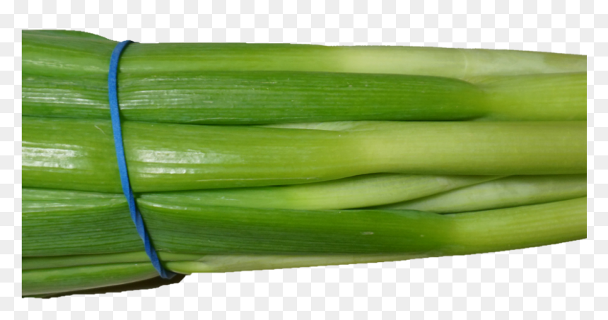 Scallion Green Onion Png Image - Green Onion Transparent Background, Png Download - onion png images