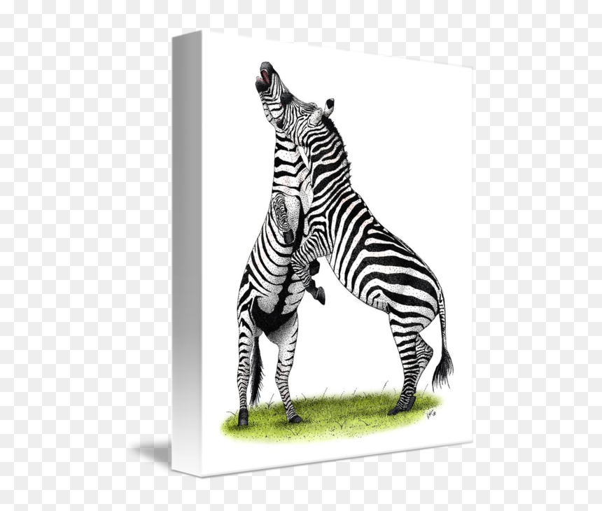 502 X 650 - Zebra, HD Png Download - zebra png images
