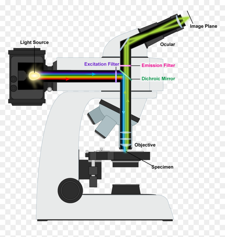 Fluorescence Microscope Mechanism - Fluorescence Microscope Parts, HD Png Download - microscope png images