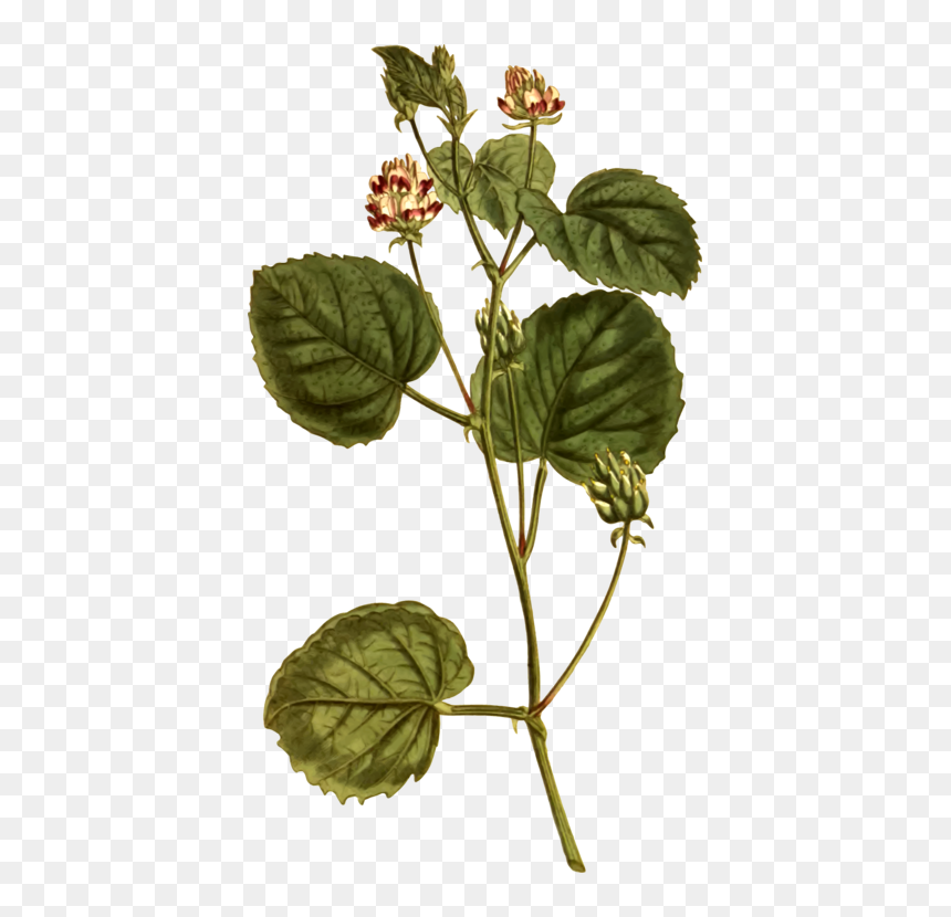 Plant Stem,herb,plant - Black White Wall Art Botanical, HD Png Download - plants.png