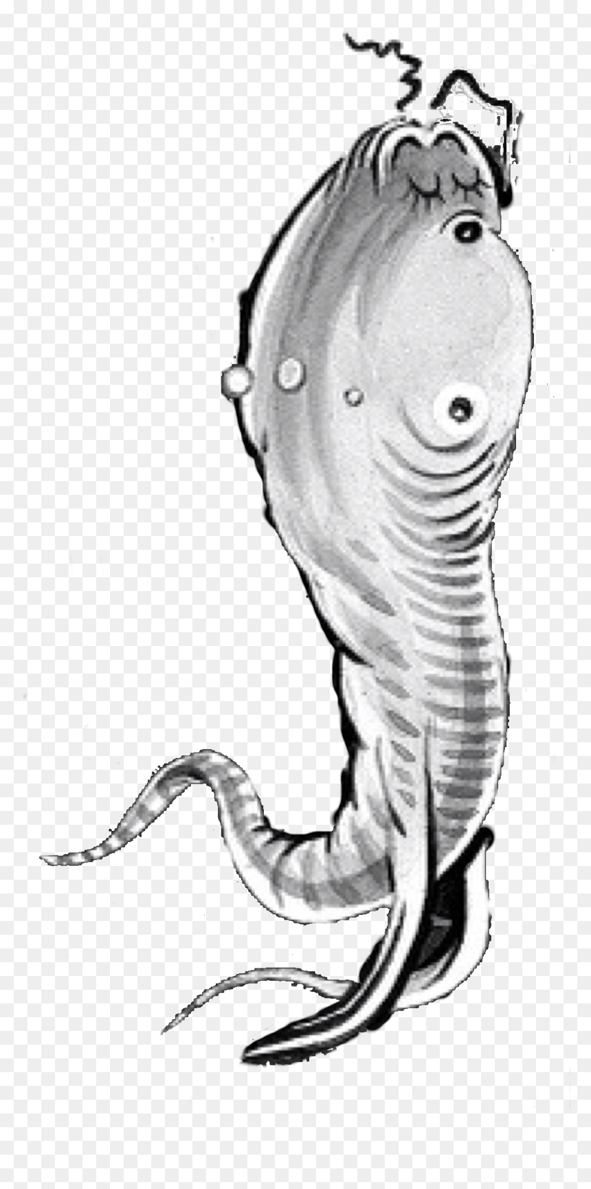 Seuss Wiki - Glurk Fish Mcelligot's Pool, HD Png Download - fish group png