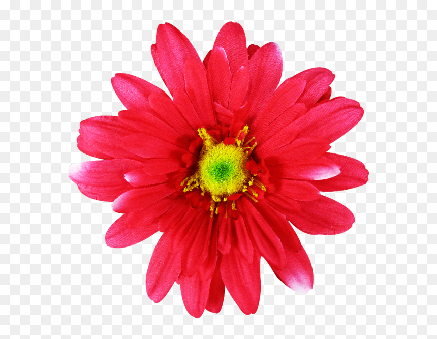 Common Daisy Pink Flowers Dahlia - Flowers To Cut Out Pink, HD Png Download - dahlia flower png