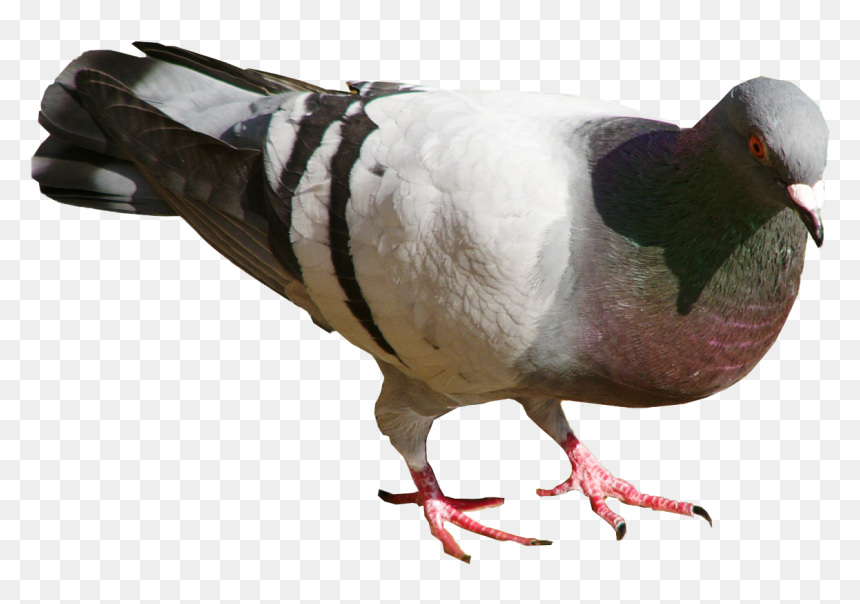 Turkey, HD Png Download - pigeons flying png