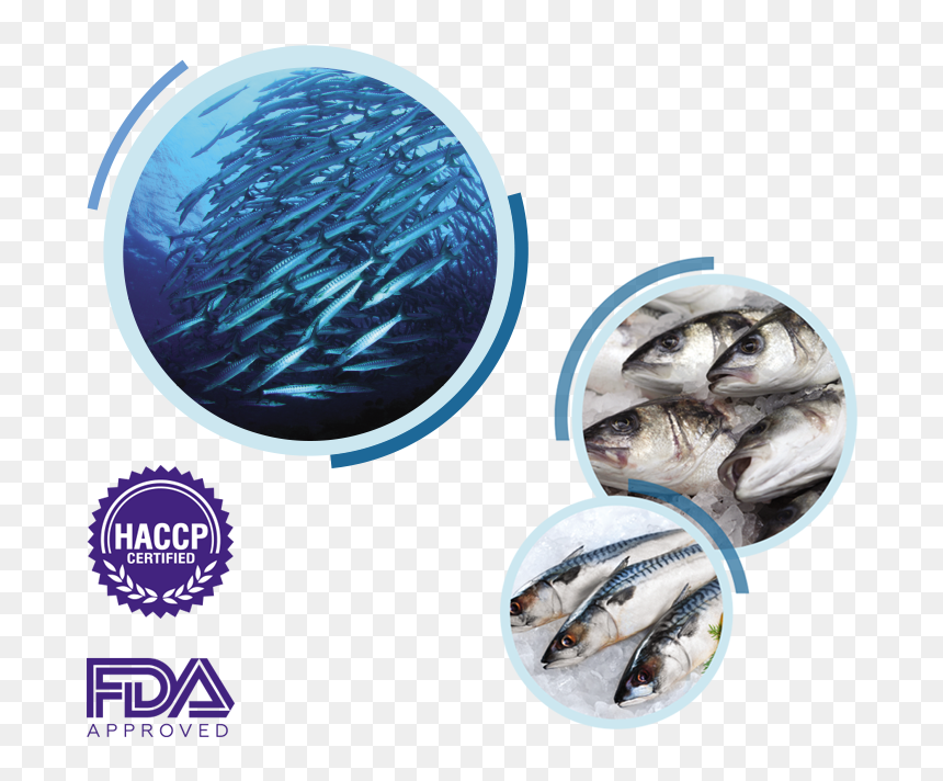 Sabah Underwater, HD Png Download - fish group png