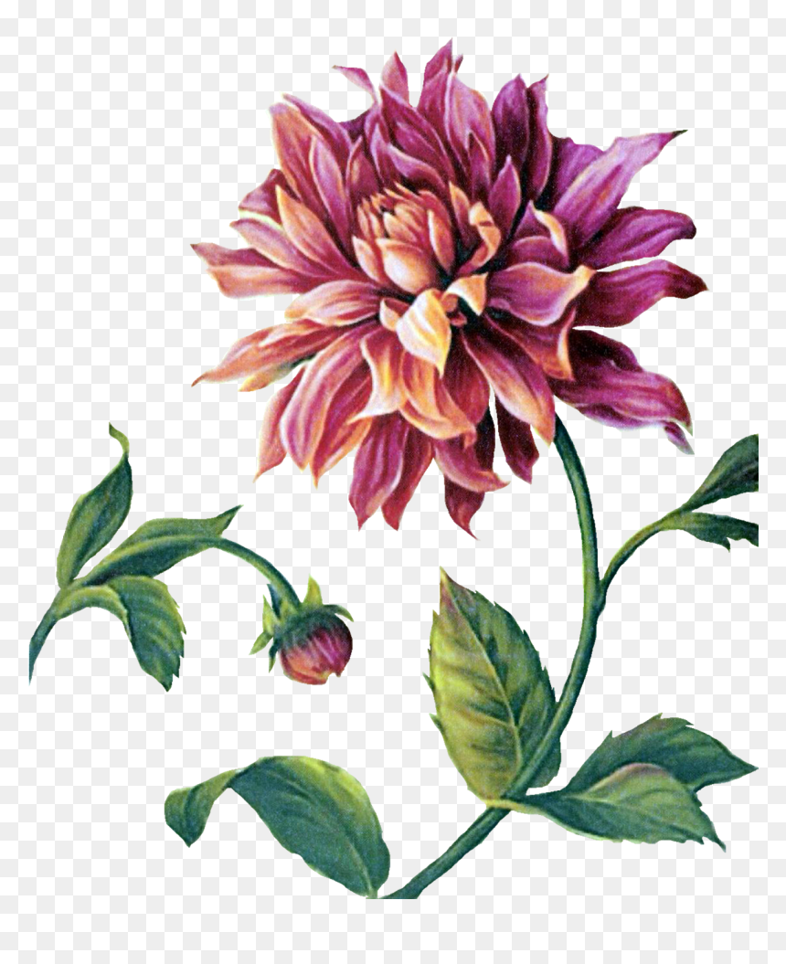 Dahlia Painting, HD Png Download - dahlia flower png