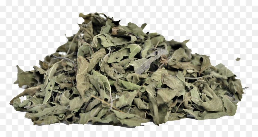 Basil Leaves Png Download - Holy Basil, Transparent Png - tulsi tree png