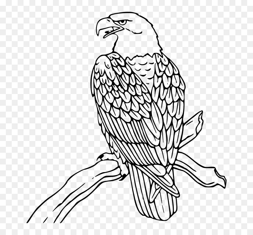 Love Wood Clipart Eagle - Eagle Clip Art, HD Png Download - eagle sitting png
