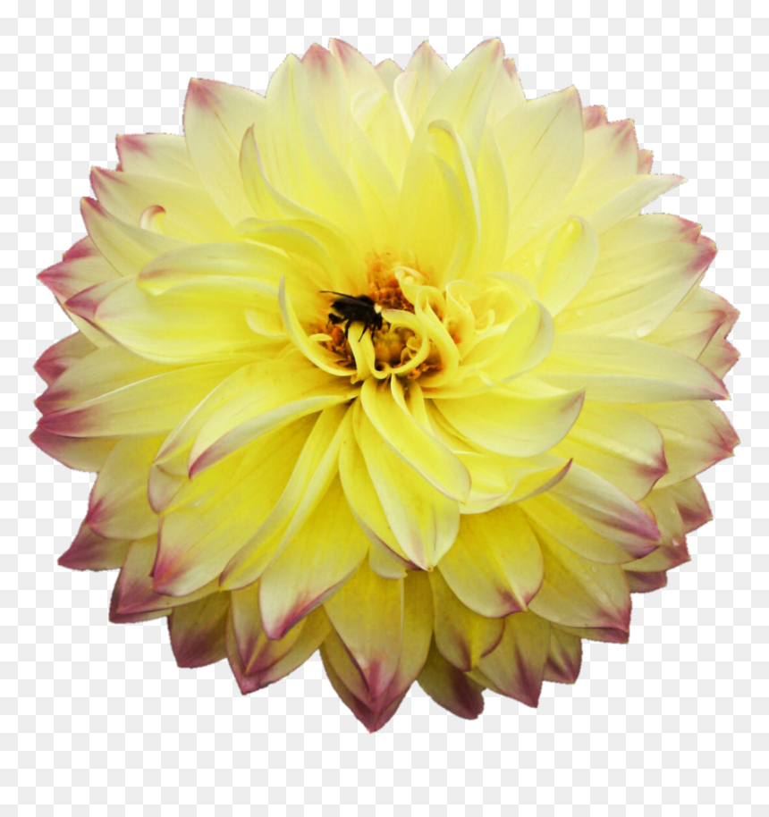 Dahlia Png Picture - Yellow Dahlia Png, Transparent Png - dahlia flower png