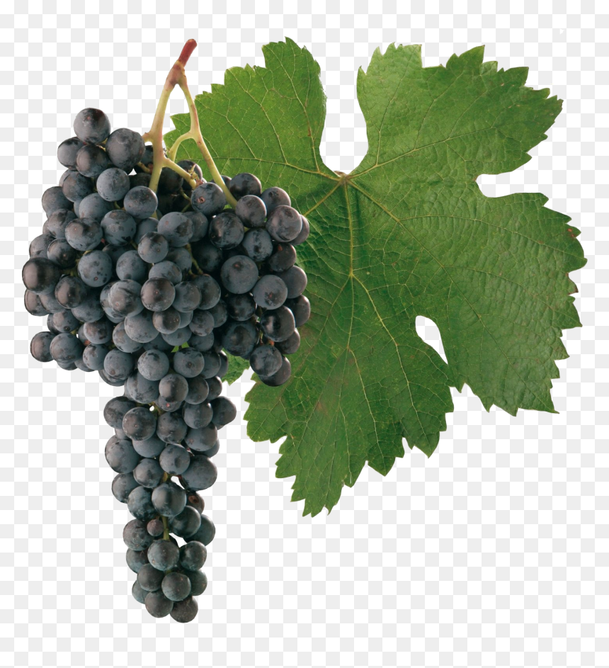 Transparent Vineyard Clipart - Cabernet Sauvignon Grapes Png, Png Download - grapes png images