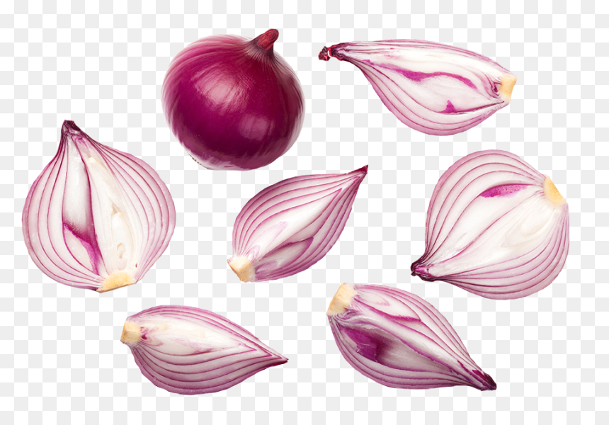 Onion Top View Png, Transparent Png - onion.png