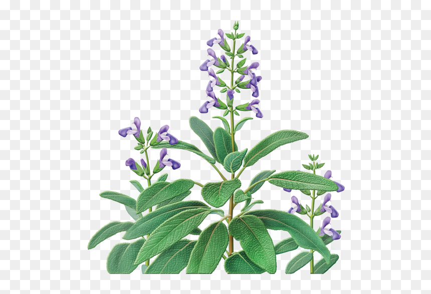 Alvita Sage Tea, HD Png Download - tulsi tree png