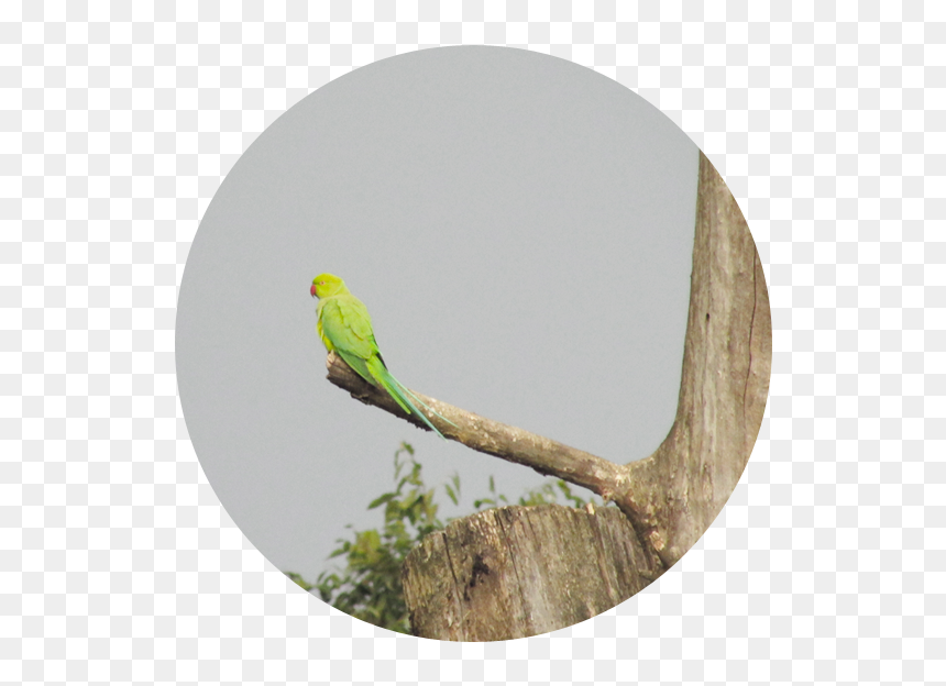 Budgie, HD Png Download - green parrot png