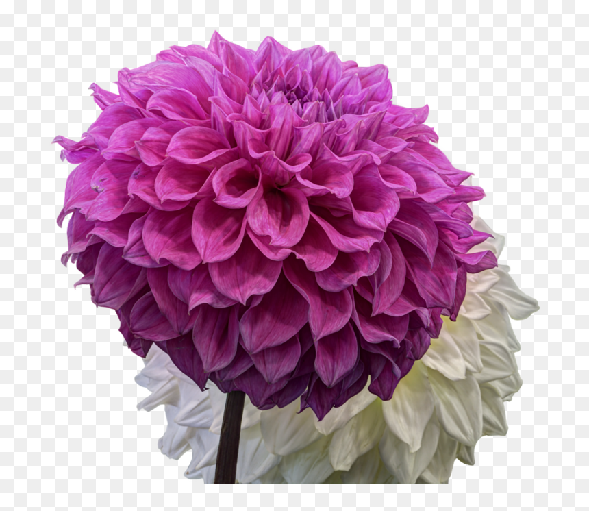 Dahlia Png Pic - Dahlia, Transparent Png - dahlia flower png