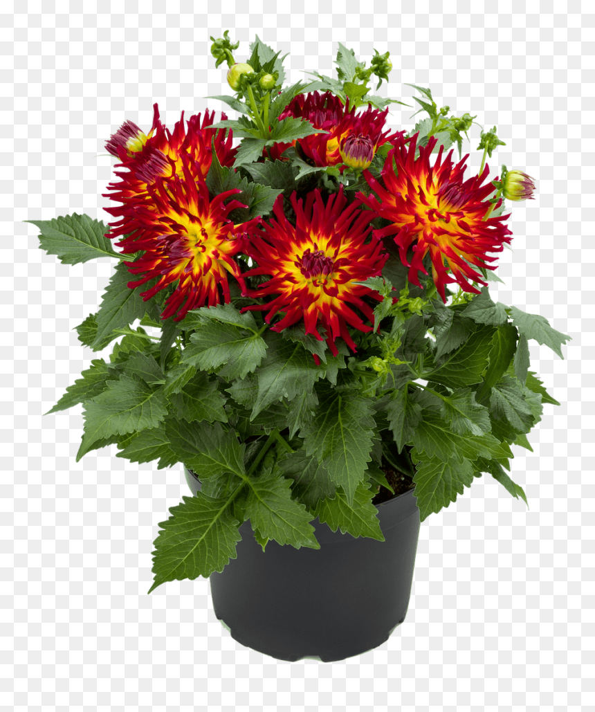 Dahlia Labella Maggiore Fire, HD Png Download - dahlia flower png