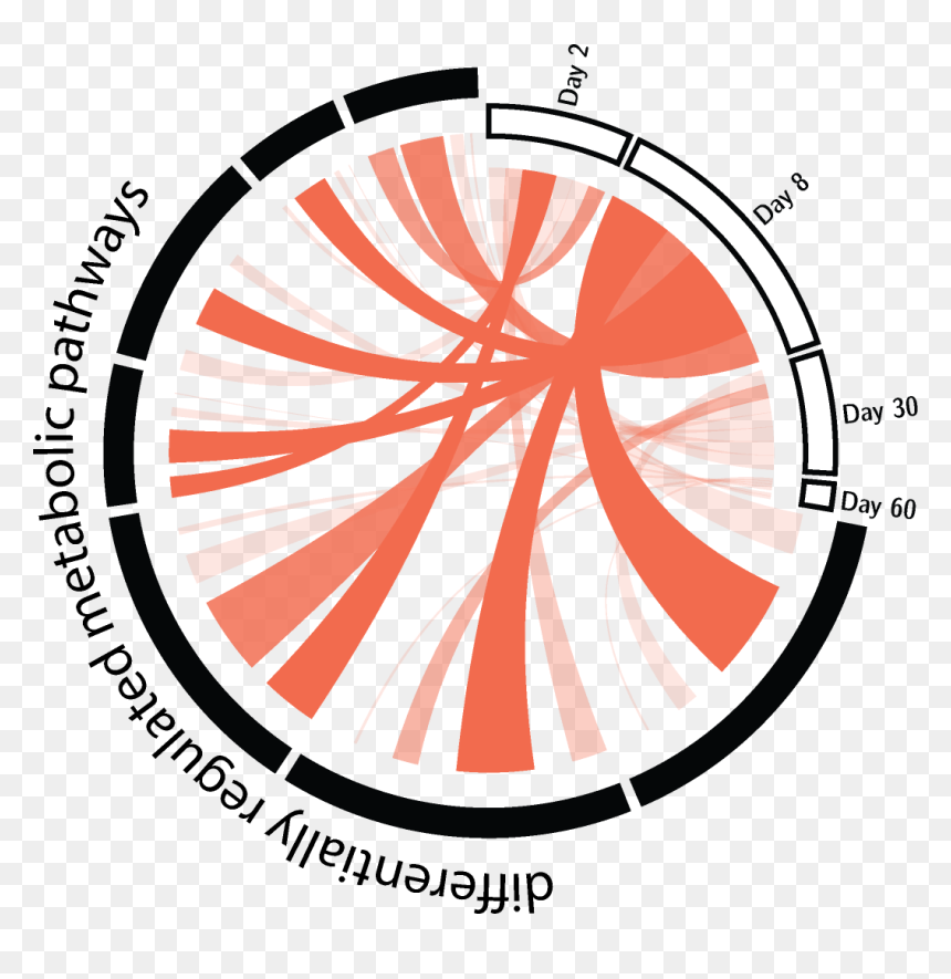 Circle, HD Png Download - aarp png