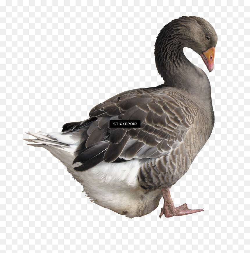 White Gooses Duck - Duck Png, Transparent Png - white duck png