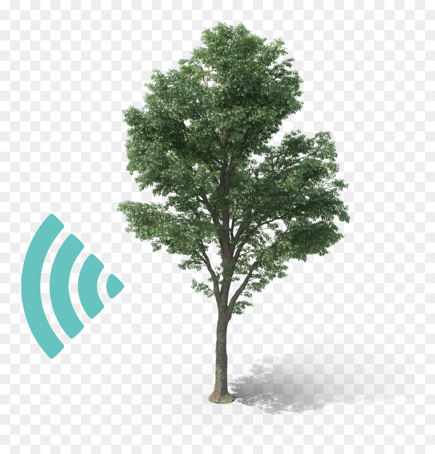 Transparent Wooden Pole Png - Mexican Pinyon, Png Download - tree for photoshop png