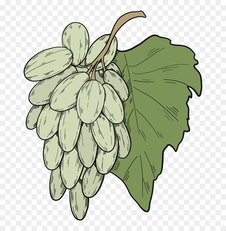 Bunch Of Grapes Clipart - Grape, HD Png Download - banana bunch png