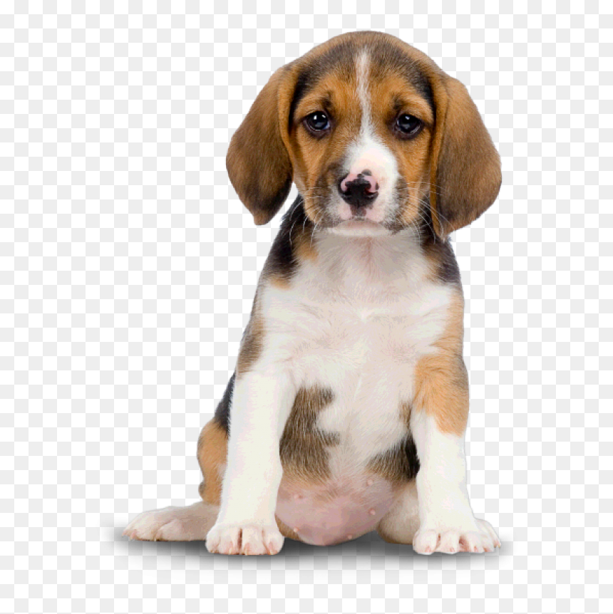 Puppy Dog Png For Web - Dogs Png, Transparent Png - dog png hd