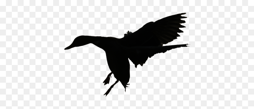 Flying Duck Png Black And White - Duck Flying Silhouette, Transparent Png - white duck png