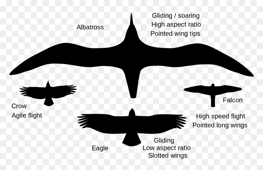Big Would A Pegasus Wings Have, HD Png Download - eagle sitting png